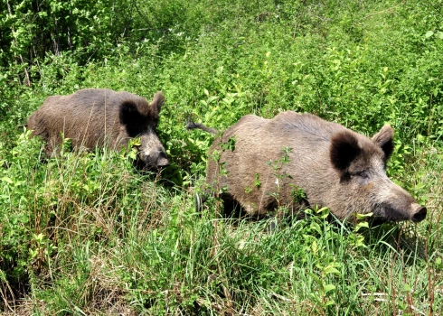Paplašināts teritoriju saraksts, kurās nomedītās mežacūkas obligāti ir jāizmeklē uz Āfrikas cūku mēri.