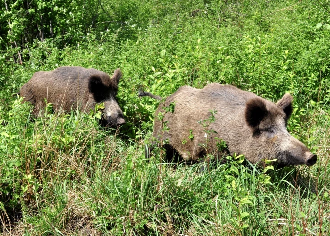 Nomedīto meža cūku obligāti izmeklējamās teritorijas — papildināts saraksts