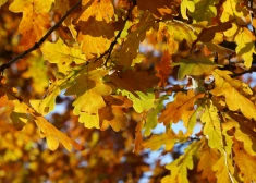 В пятницу в Латвии ожидается рекордно теплая погода