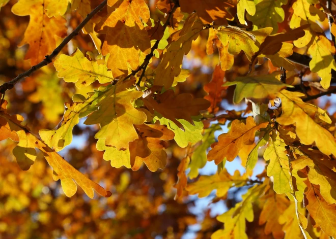В пятницу в Латвии ожидается рекордно теплая погода