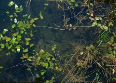 Iekrītot grāvī, gājis bojā autovadītājs