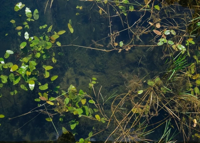 Iekrītot grāvī, gājis bojā autovadītājs