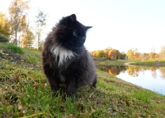 Рекорд тепла: Латвия пережила самый теплый 7 ноября