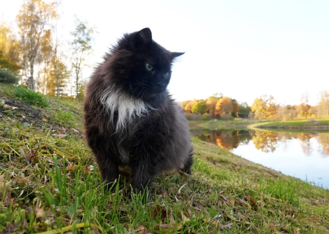 Рекорд тепла: Латвия пережила самый теплый 7 ноября