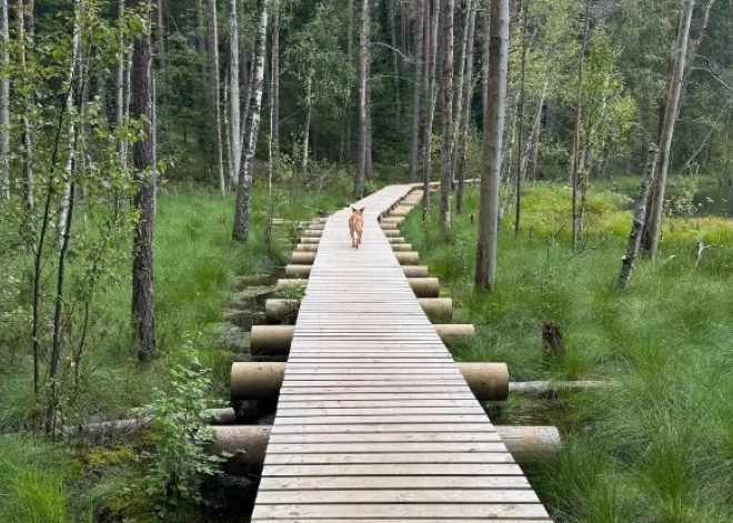 Noskaidroti šī gada aktīvākie “Latvijas meža dēkaiņi”