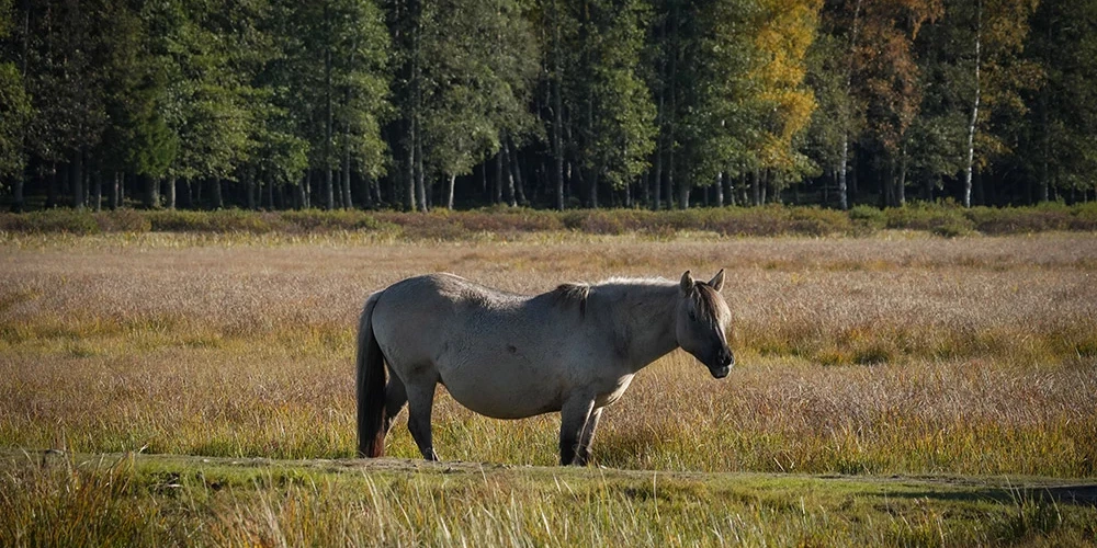 Zirgs dabas parkā "Engures ezers". 