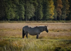Sestdien Latvijā nokrišņi nav gaidāmi un dažviet uzspīdēs saule