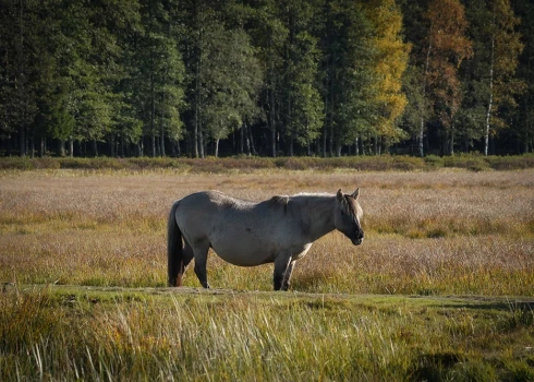 Zirgs dabas parkā "Engures ezers". 