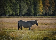 Рабочая суббота будет облачной и сухой, на юге выглянет солнце
