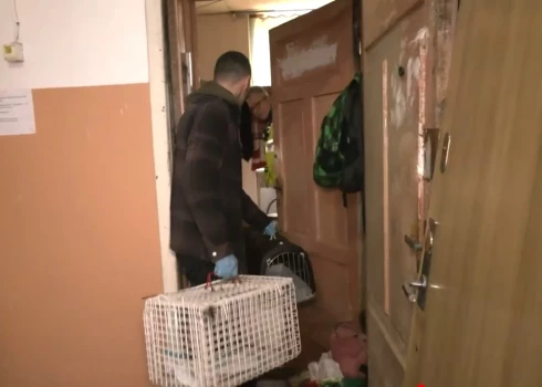 23 кошки вместе с хозяйкой жили в однокомнатной квартире. 