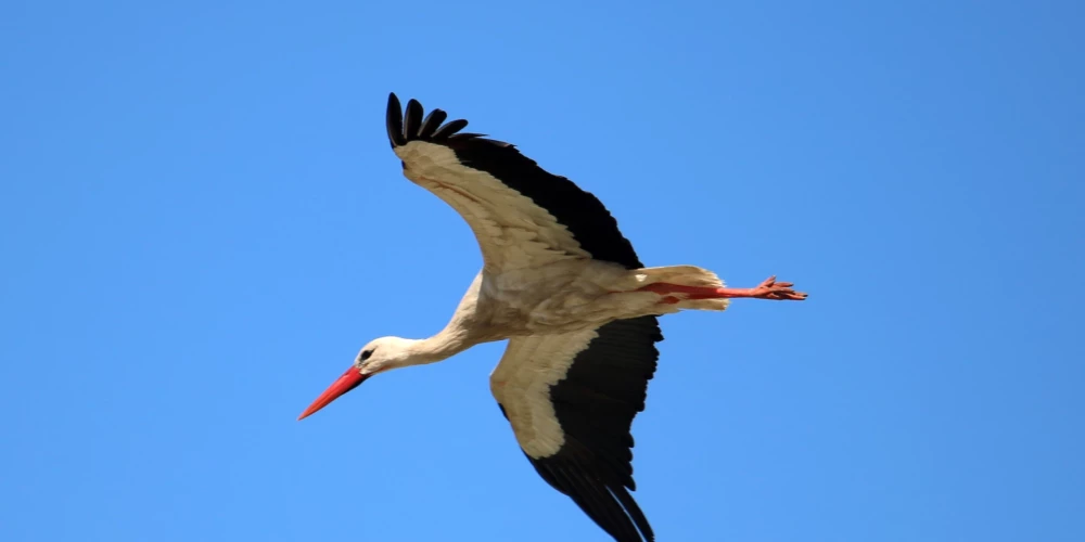 Каждый год поздней осенью появляются сообщения об отставших от стаи белых аистах и других перелетных птицах.