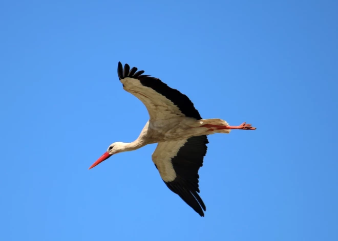 Не кормите диких птиц раньше времени - они могут не улететь на юг