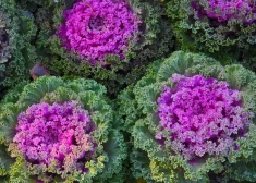 Novembra dārza karalis - dzīvespriecīgi košais dekoratīvais kāposts