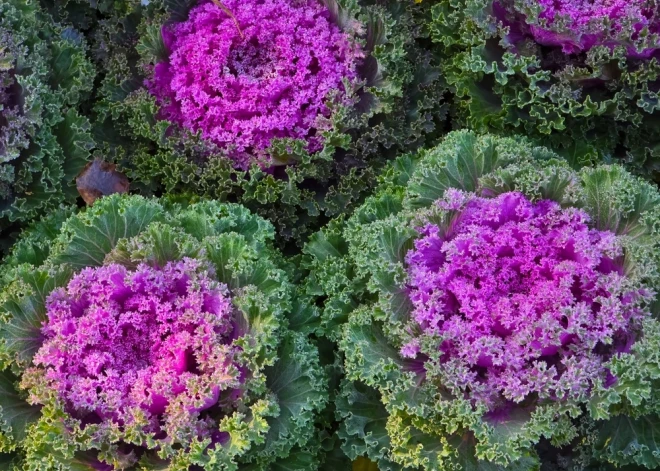 Novembra dārza karalis - dzīvespriecīgi košais dekoratīvais kāposts