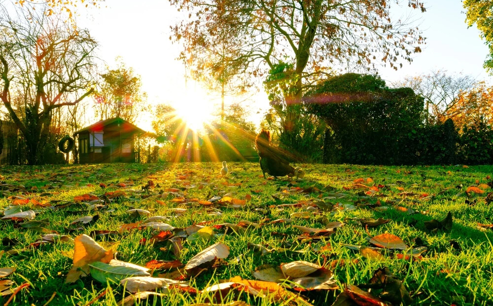 Ja Mārtiņos vēl kokos turas lapas, tad nākamgad... Kas latviešiem ir Mārtiņdiena, un kādi ticējumi ar to saistās