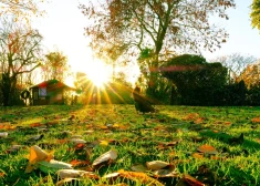 Ja Mārtiņos vēl kokos turas lapas, tad nākamgad... Kas latviešiem ir Mārtiņdiena, un kādi ticējumi ar to saistās