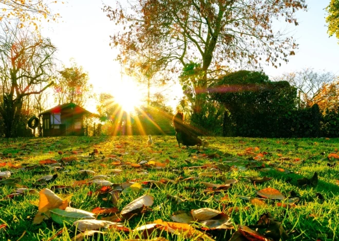 Ja Mārtiņos vēl kokos turas lapas, tad nākamgad... Kas latviešiem ir Mārtiņdiena, un kādi ticējumi ar to saistās