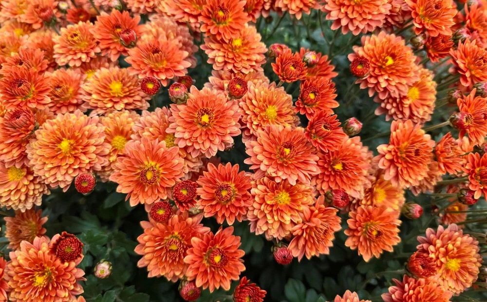 Šonedēļ populārākais vārds - Mārtiņš; vispopulārākais bērnu vārds - Marks