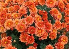 Šonedēļ populārākais vārds - Mārtiņš; vispopulārākais bērnu vārds - Marks