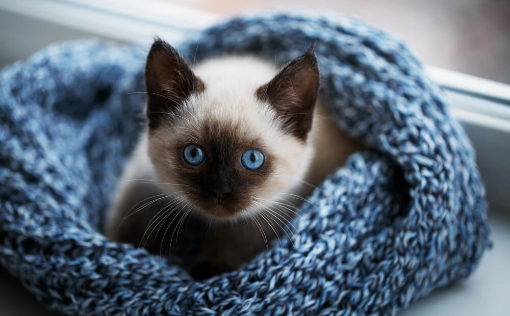 Laime uzsmaidīs, kad to vismazāk gaidīsi - horoskops visām zodiaka zīmēm no 10.11. līdz 16.11.