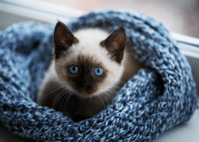 Laime uzsmaidīs, kad to vismazāk gaidīsi - horoskops visām zodiaka zīmēm no 10.11. līdz 16.11.