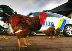 Mārtiņi klāt! Pie Valsts policijas mašīnas jau pastaigājas gailis ar vistiņām