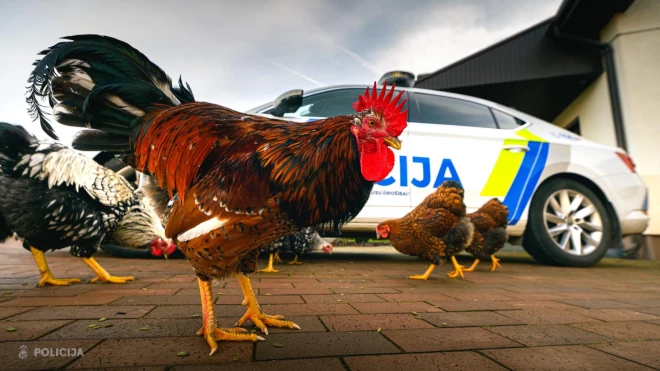 Pie Valsts policijas mašīnas pastaigājas vistiņas un gaiļi.