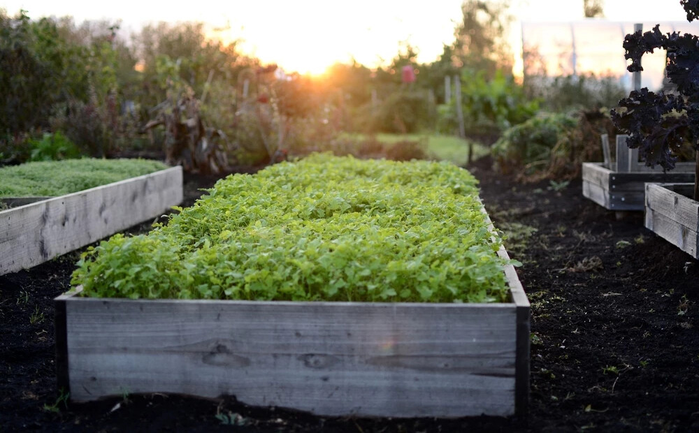 Pirms ziemas vajag palūkoties, kas notiek daudzgadīgo garšaugu dobē
