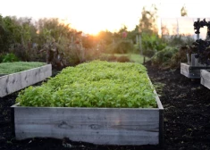 Pirms ziemas vajag palūkoties, kas notiek daudzgadīgo garšaugu dobē