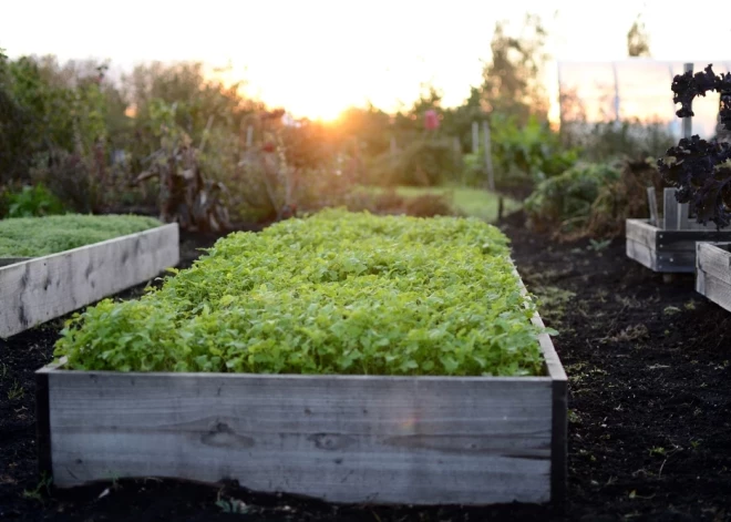 Pirms ziemas vajag palūkoties, kas notiek daudzgadīgo garšaugu dobē