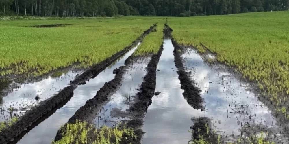 В этом году во многих регионах Латвии были затоплены посевы и посадки, в результате чего существенно снизилась урожайность или полностью уничтожена часть урожая.