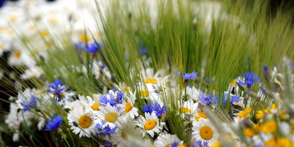 Rīgā tomēr neļaus pirotehnikas lietošanu Jāņos.