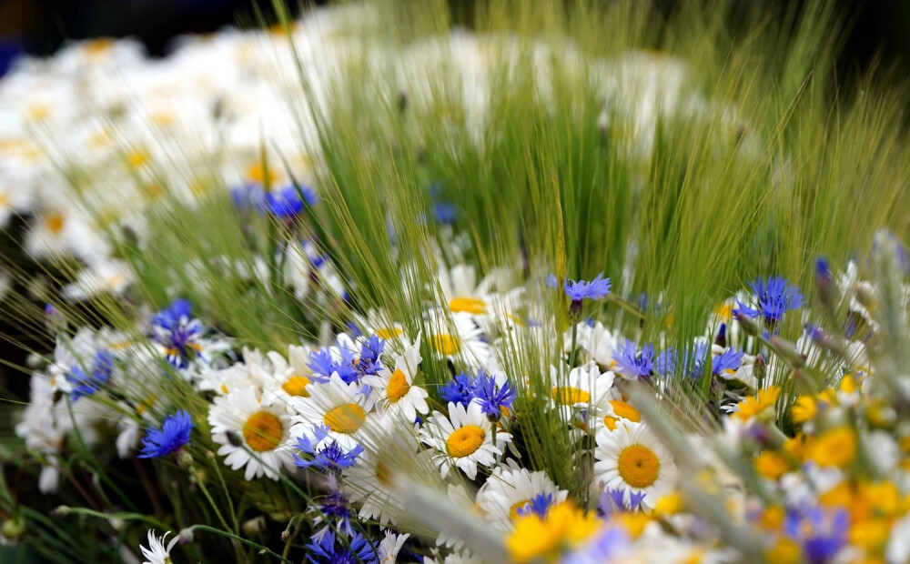Rīgā tomēr neļaus pirotehnikas lietošanu Jāņos
