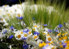 Rīgā tomēr neļaus pirotehnikas lietošanu Jāņos