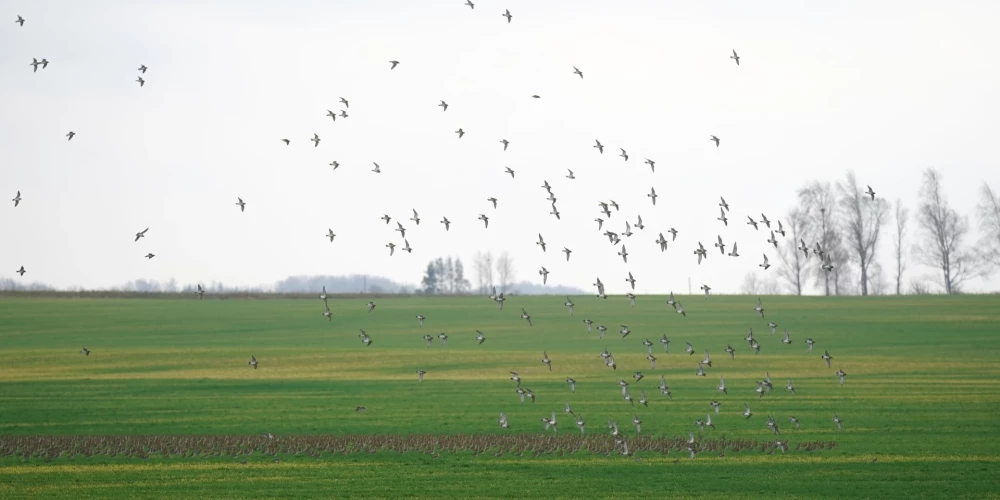 Novembra sākums Latvijā bijis četrus grādus siltāks par normu. 