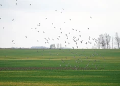 Novembra sākums Latvijā bijis četrus grādus siltāks par normu