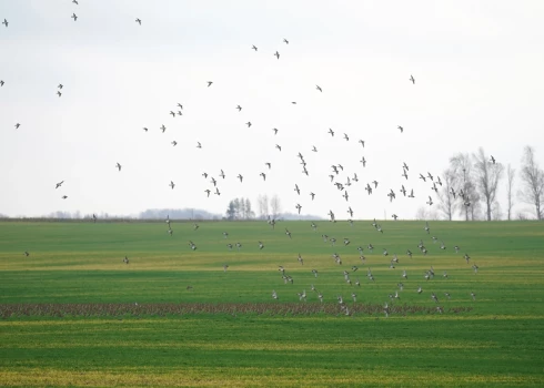 Novembra sākums Latvijā bijis četrus grādus siltāks par normu. 