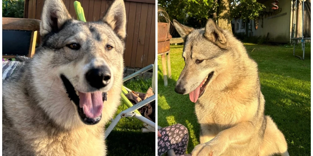 Tuvinieki jau 11 dienas izmisīgi meklē Priekules novadā pazudušo suņu meiteni vārdā Keita.