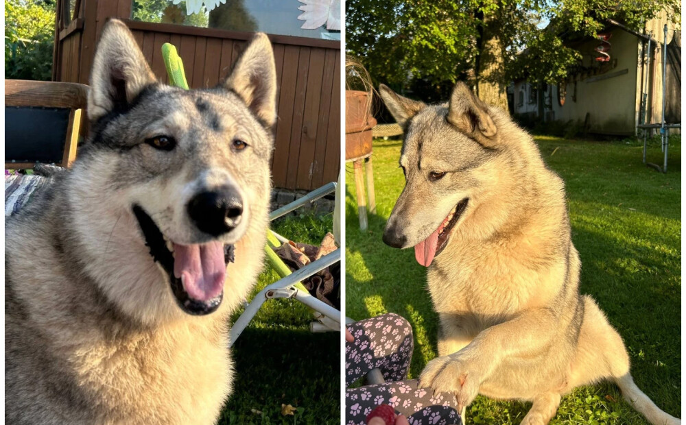 Priekules pagastā mīklainos apstākļos pazudis suns - saimnieki lūdz līdzcilvēku palīdzību