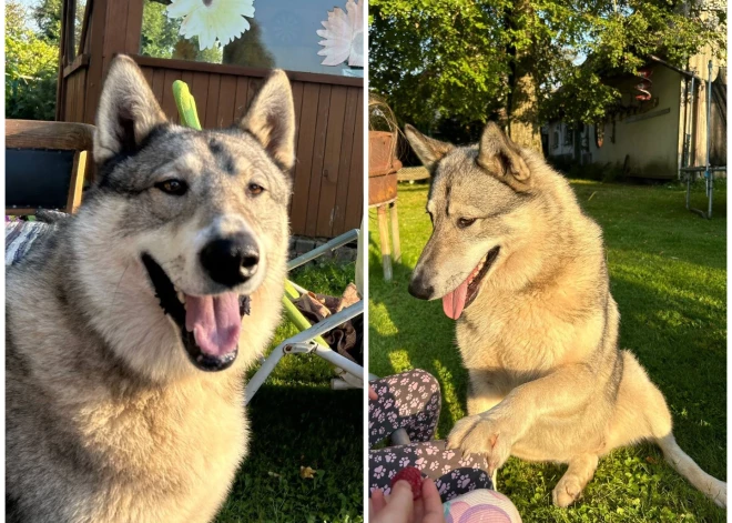 Priekules pagastā mīklainos apstākļos pazudis suns - saimnieki lūdz līdzcilvēku palīdzību