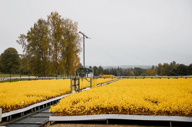 Latvijas Finiera kokaudzētava "Zābaki".