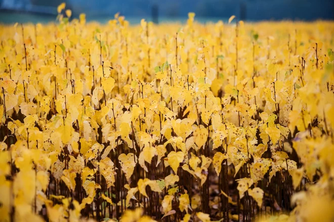 Kokaudzētava. Foto: no privātā arhīva