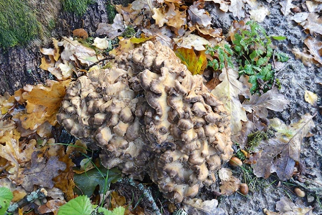 Aizsargājamā sēne – daivainā čemurene.