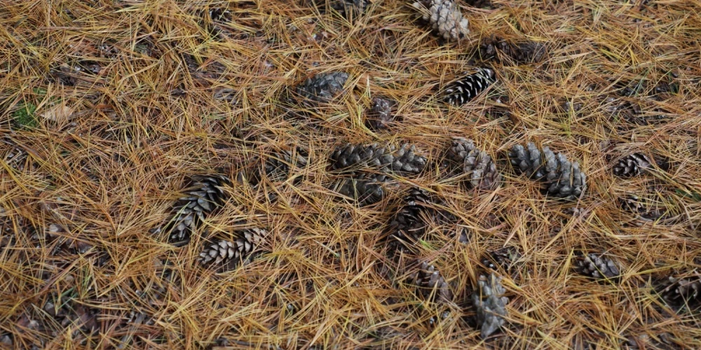 LVM sāk čiekuru vākšanas sezonu. 