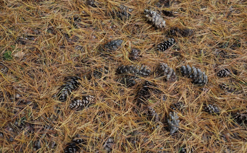 LVM sāk čiekuru vākšanas sezonu