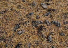 LVM sāk čiekuru vākšanas sezonu