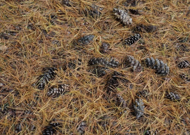 LVM sāk čiekuru vākšanas sezonu