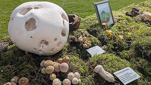 Daļa no sēnēm, kas šogad bija izstādītas Zirās sēņu festivālā.