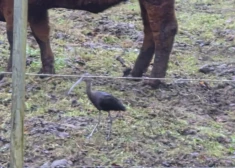 Latvijā pamanīts ārkārtīgi reti sastopams putns. "Vai nebūs nomaldījies?"