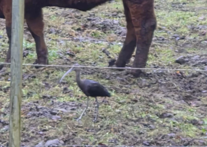 Latvijā pamanīts ārkārtīgi reti sastopams putns. "Vai nebūs nomaldījies?"